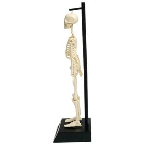 Rex London Anatomický model lidské kostry