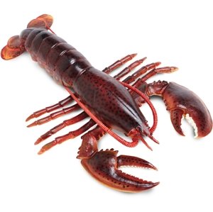 Safari Maine Lobster