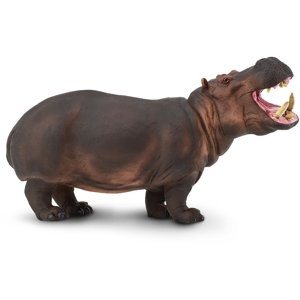 Safari Hippopotamus