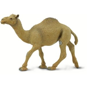 Safari Dromedary Camel