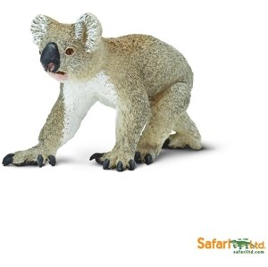 Safari Koala